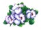 Watercolor violet flower bouquet