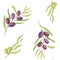 Watercolor Violet Olive Seamless Pattern. Illustration With Olive Branches. Design for Cover, Stationery and Wallpaper.