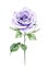 Watercolor violet rose