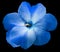 Watercolor violets flower  blue.  Flower isolated on the black background. No shadows with clipping path. Close-up.