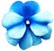 Watercolor violets flower blue. Flower isolated on a white background. No shadows with clipping path. Close-up.