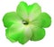 Watercolor violets flower  green.  Flower isolated on a white background. No shadows with clipping path. Close-up.
