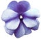 Watercolor violets flower purple. Flower isolated on a white background. No shadows with clipping path. Close-up.