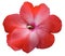 Watercolor violets flower red. Flower isolated on a white background. No shadows with clipping path. Close-up.