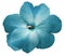 Watercolor violets flower  turquoise.  Flower isolated on a white background. No shadows with clipping path. Close-up.