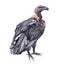 Watercolor vulture   bird animal