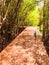 Watercolor of walkway in forest