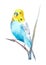 Watercolor wavy parrots. Budgerigars on a white background. Birds illustration