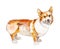 Watercolor Welsh corgi isolated on white background, illustration.