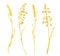 Watercolor wheat spikelets set. Hand painted ripe barley ears, rye grains isolated on white background. Cereal dry