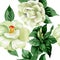 Watercolor white camelia flower. Floral botanical flower. Seamless background pattern.