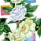 Watercolor white camelia flower. Floral botanical flower. Seamless background pattern.