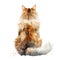 Watercolor White Ginger Cat Sitting Backwards Isolated