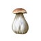 Watercolor white mushroom. Realistic edible mushroom. Botanical illustration