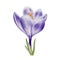 Watercolor white and purple blooming crocus flower isolated on white background. Spring and easter botanical hand