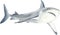Watercolor white shark