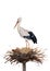 Watercolor white stork in the nest. Hand painted ciconia bird illustration isolated on white background. For design