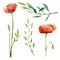 Watercolor wild flowers botanical illustration. Poppy blossom, floral, herbs, leaves, branches, twigs, foliage, leaves for wedding