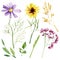 Watercolor wild flowers illustration. Purple and yellow botanical floral, herbs, leaves, branches, twigs, foliage, leaves