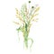 Watercolor wild meadow grass bouquet, green herbal composition illustration, cereal wild plants, floral hand drawn