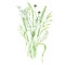 Watercolor wild meadow grass bouquet, green herbal composition illustration, cereal wild plants, floral hand drawn