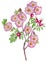 Watercolor wild rose illustration with white background