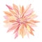 Watercolor wildflower pink chrysanthemum. Gentle botanical illustration for greeting cards, wedding invintation