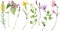 Watercolor wildflowers. Beautiful meadow flowers isolated on the white background. Long stem florals.