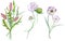 Watercolor wildflowers bouquets. Beautiful meadow flowers bunches. Floral arrangements.