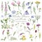 Watercolor wildflowers, meadow flowers, herbs, plants. Flower botanical set on a white background.