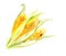 Watercolor yellow corn.