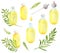 Watercolor yellow essential oil in glass dropper bottles with green eucalyptus branches. Hand drawn aromatherapy spa elements on