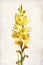Watercolor yellow gladiolus