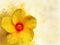 Watercolor yellow hibiscus, tropical flower. Hand drawn big sunny flower isolater on white background