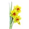 Watercolor yellow narcissus bouquet