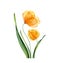 Watercolor yellow tulips. Spring orange flowers with green leaves. Floral hand drawn composition. Realistic botanical
