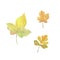 Watercolor yellowish autumn tree leaves set, elements on the white background, seasonal watercolor