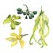 Watercolor ylang ylang Cananga tree collection.