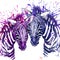 Watercolor zebra illustration. Cute zebra.