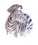 Watercolor zebra illustration isolated