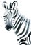 Watercolor zebra on white background