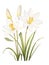 Watercolor Zephyranthes Primulina on White Background AI Generated