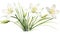 Watercolor Zephyranthes Primulina on White Background AI Generated