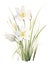 Watercolor Zephyranthes Primulina on White Background AI Generated