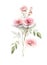 Watercolorhand painted picture of roses