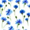 Watercolors blue cornflowers in white background. Watercolors painting. Floral background.