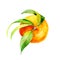 Watercolour bright sketch of ripe mandarin fruit. Watercolor illustration for any colourful design. Hand drawn mandarin