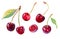 Watercolour cherry illustration. Hand drawn cherries set. Fresh sweet and tasty cherries. Bright and fresh illustration