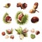 Watercolour clip art illustrations of true nuts