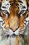 A watercolour close up of a tigers face. Generative AI